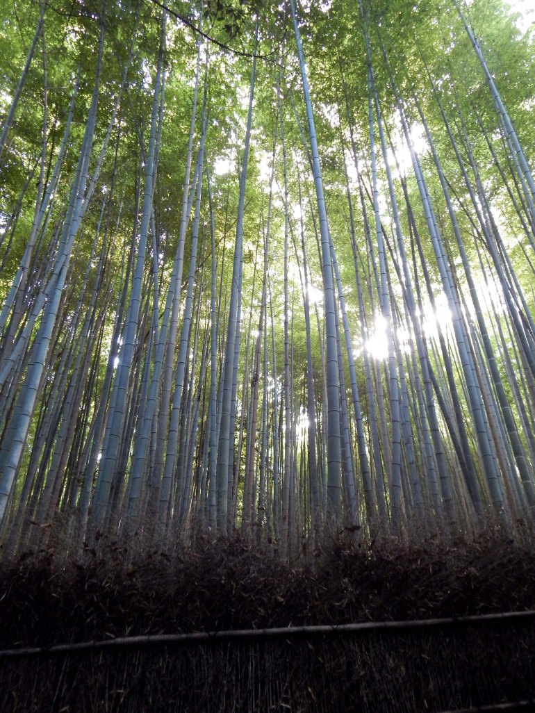 The beautiful bamboo grove