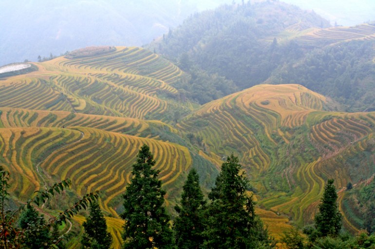 Rice terraces