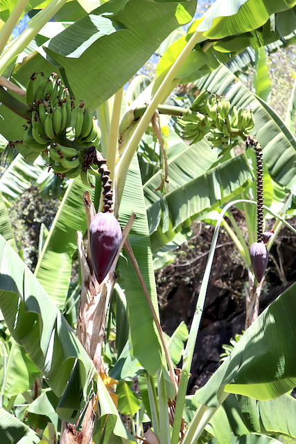 Banana Tree