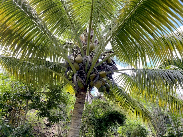 Coconut Tree