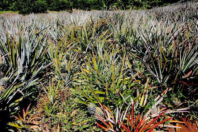 Pineapple Plantation