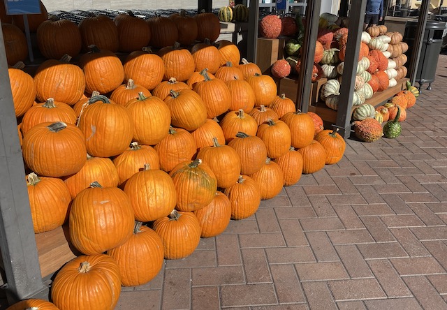 Pumpkings in the Sun