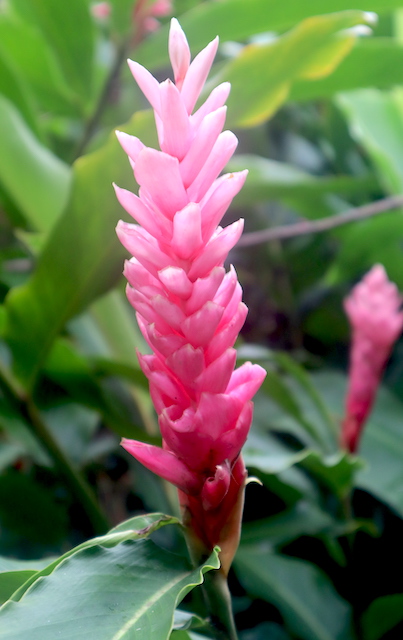 Flower Botanical Gardens