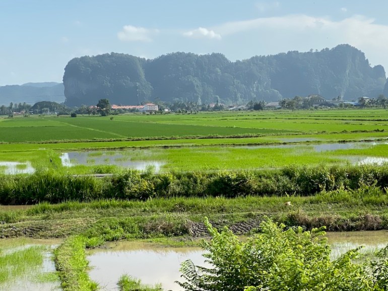 Paddy Fields