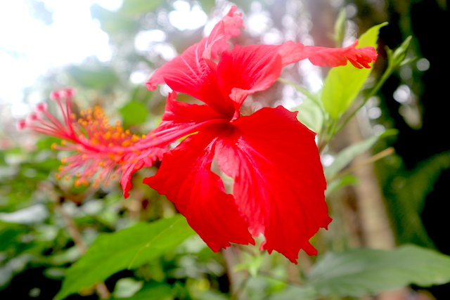 Red Flower